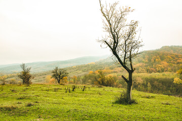 Beautiful autumn landscape with lone tree stands in a green field. Nature in Europe. Amazing place for travel.