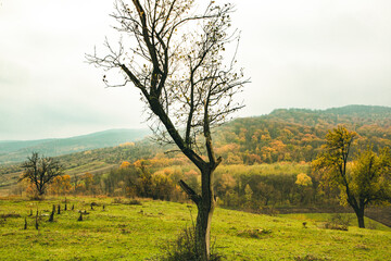 Beautiful autumn landscape with lone tree stands in a green field. Nature in Europe. Amazing place for travel.