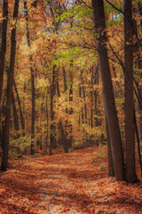 autumn in the forest