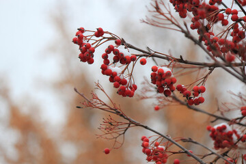 cluster of the ripened mountain ash