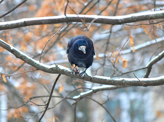crow