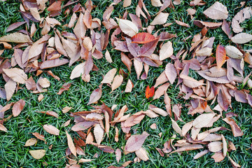 タマリュウの上に散った茶色い落ち葉