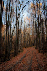 path in autumn forest