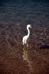 White heron in Egypt, Sharm El Sheikh
