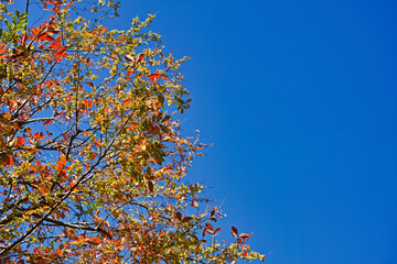 青空背景の下から見上げた左側に翼果のついたアキニレと思われる木の紅葉