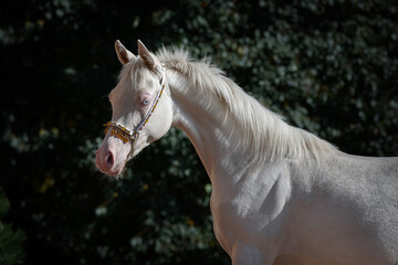 Portrait of a beautiful cremello horse with long mane on a dark evening background