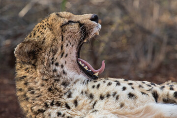 A side view of a cheetah yawning, Zimanga Private Game Reserve.