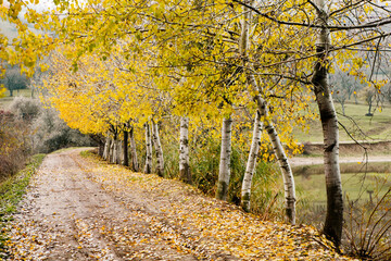 Naklejka premium Beautiful rural landscape in Europe. Sunny nature with meadow and colorful forest. Orange trees on hillsides.