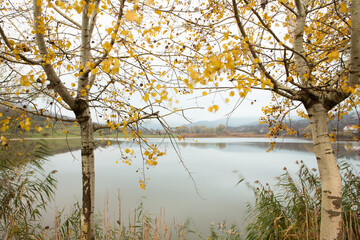 Beautiful rural landscape in Europe. Sunny nature with meadow and colorful forest. Orange trees on hillsides.