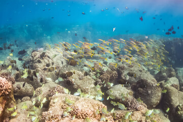 Fototapeta na wymiar Tropical fish swimming over coral reef in clear blue ocean water