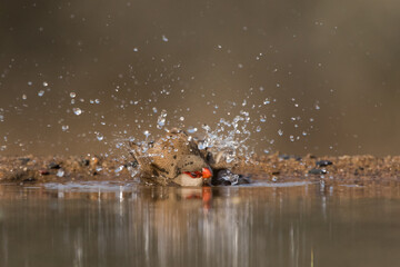 Low-angle of a Common waxbill splashing in the water, Zimanga Private Game Reserve.