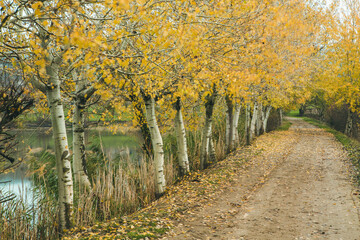 Naklejka premium Beautiful rural landscape in Europe. Sunny nature with meadow and colorful forest. Orange trees on hillsides.