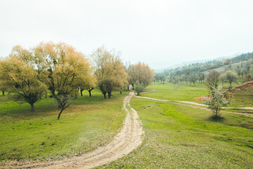 Beautiful rural landscape in Europe. Sunny nature with meadow and colorful forest. Orange trees on hillsides.