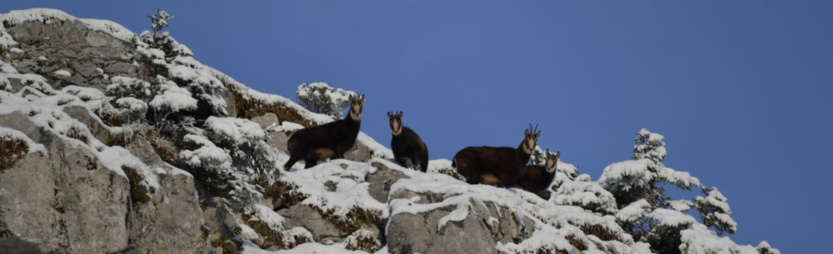 Gruppe mit G&auml;msen