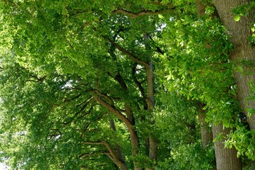Obraz premium Deciduous trees growing in a row and their branches covered with fresh green leaves. The branches are curved forming an arch. Suitable as seasonal background with copy space.