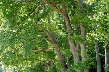 Deciduous trees growing in a row and their branches covered with fresh green leaves. The branches are curved forming an arch. Suitable as seasonal or metaphoric background with copy space.
