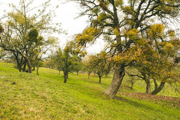 Beautiful rural landscape in Europe. Sunny nature with meadow and colorful forest. Orange trees on hillsides.