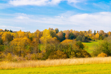 Fototapeta premium Autumn landscape. Golden autumn in the forest. Yellow orange trees on the field in September. The Russian expanse.