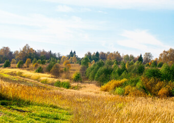 Аutumn landscape. Park in autumn. Landscape birches with autumn forest. Dry grass in the foreground.