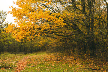 Beautiful rural landscape in Europe. Sunny nature with meadow and colorful forest. Orange trees on hillsides.