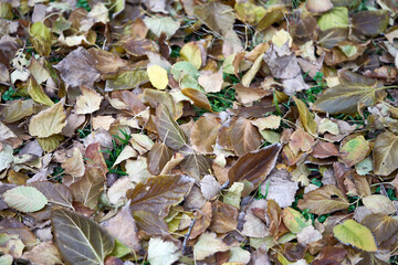 leaves fell to the ground in autumn