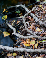 tree roots grow by the river