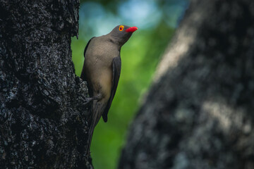 A Red-billed Oxpecker perched on a tree trunk, Sabi Sands. 