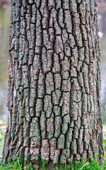 Fototapeta premium cut wood as background texture for artists