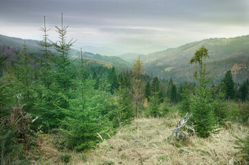 Żywiec Beskids seen from Lower Cukiernica Meadow (Cukiernica Niżna) with a coniferous forest in the foreground, Żywiec Beskids, Poland