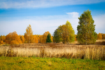 Autumn landscape on a Sunny day. Bright colored trees behind the field. Russian fields and forests on an autumn day