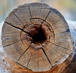 cut wood as background texture for artists