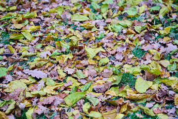 leaves fell to the ground in autumn