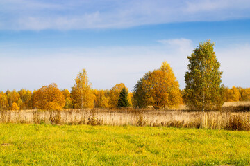 Autumn landscape. Yellow field and blue sky.