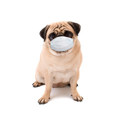 Pug dog sitting Isolated on  white background