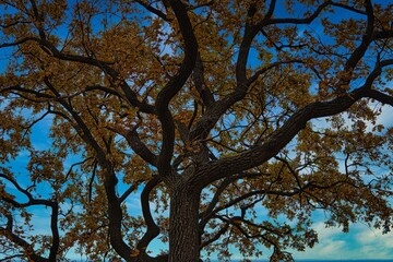 trees grow in the park in autumn
