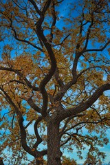 trees grow in the park in autumn