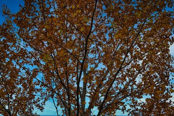 trees grow in the park in autumn