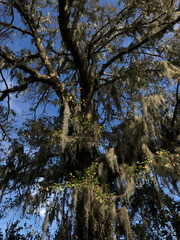 willow trees in the forest