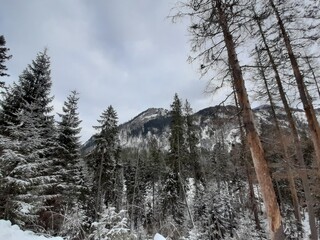 Snow covered trees and mountains.
