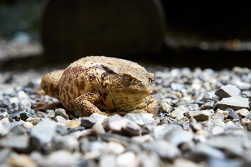 Breitachklamm, Germany, 2020