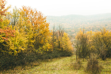 Fototapeta premium Beautiful rural landscape in Europe. Sunny nature with meadow and colorful forest. Orange trees on hillsides.