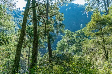 Magic forest sunny day