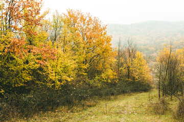 Beautiful rural landscape in Europe. Sunny nature with meadow and colorful forest. Orange trees on hillsides.