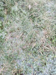 frozen grass. the grass is covered with a layer of ice