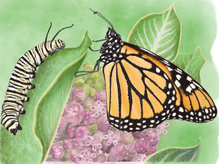 Papillon et chenille