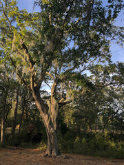 tree in the forest