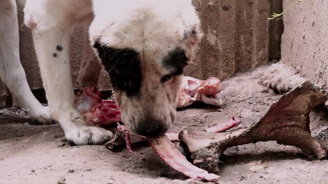 Bloody alabai big dog gnaw a bone, Pedigree canine. Guard dog in blood eating. Beware of dog. Home security. Beware of dog. Dangerous animal.