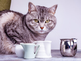 Three portion jugs for cream or milk and gray cat on the table