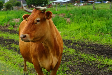 Brązowa krowa na pastwisku w małym gospodarstwie rolniczym - obrazy, fototapety, plakaty