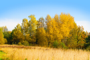 Fototapeta premium Autumn landscape. Golden trees shine on bright green grass against a blue sky .